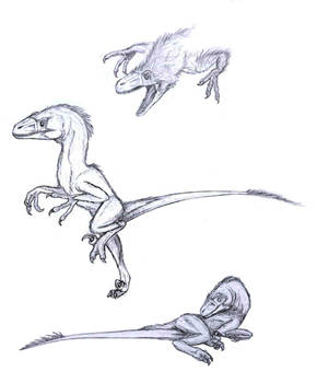 Fuzzy Raptors