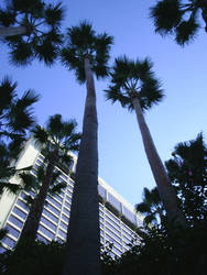 Palm Leaves and Hotel