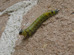 Caterpillar