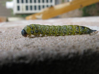 Caterpillar II