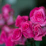 Pink Roses