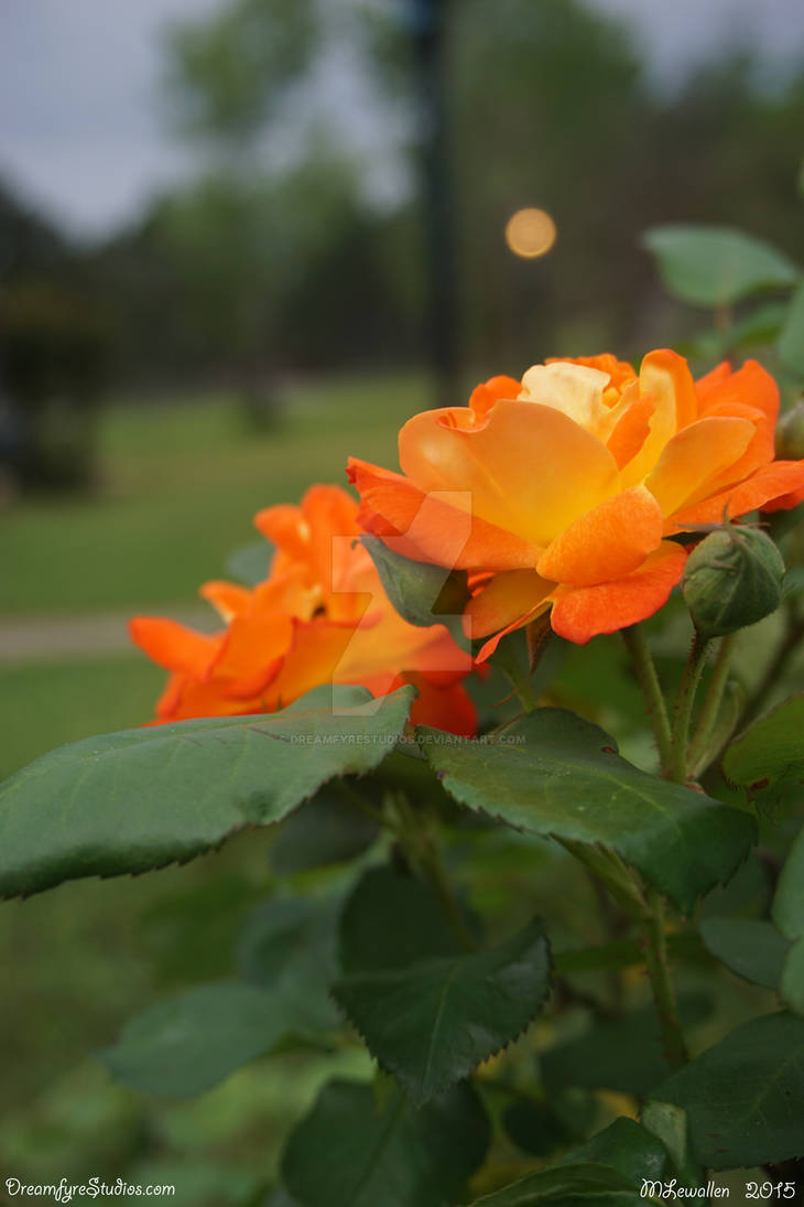 Fire Roses 001 by DreamfyreStudios on DeviantArt