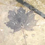 Frozen Black Leaf