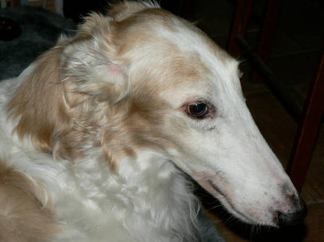 Borzoi 3