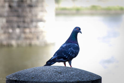 Perched Pigeon