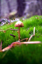 Mushroom on mossy log