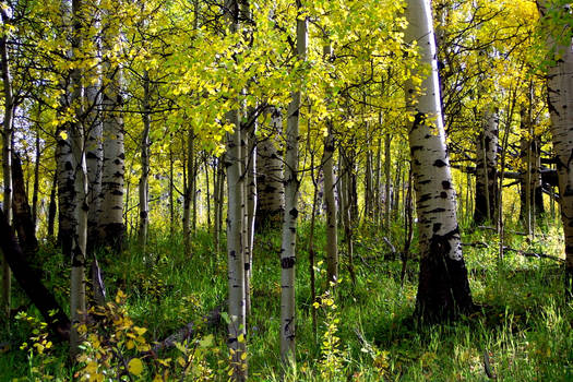 Birch and aspen grove