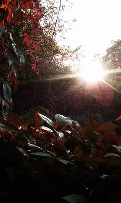 light'n leaves