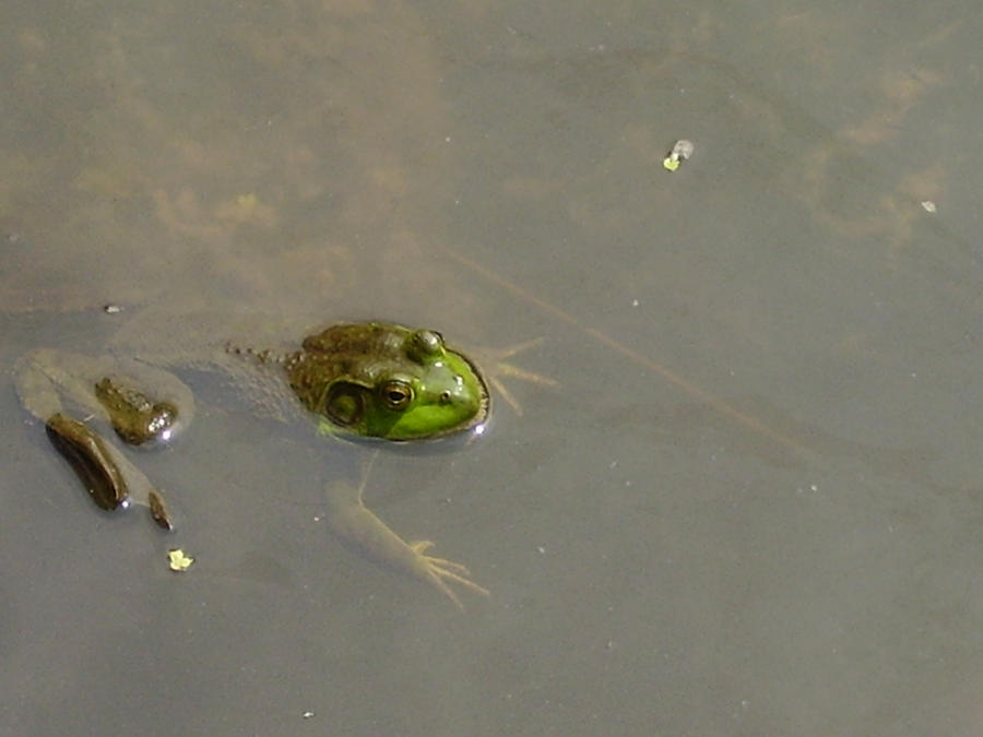 Ribbit by ShizukaHeiwa on DeviantArt
