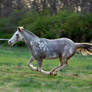 Precious Galloping