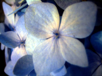 Blue flower