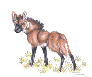 Maned Wolf