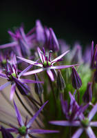 Inside allium flower