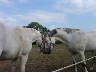 two horses