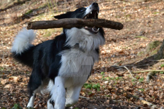 Nicko with a stick in the forrest