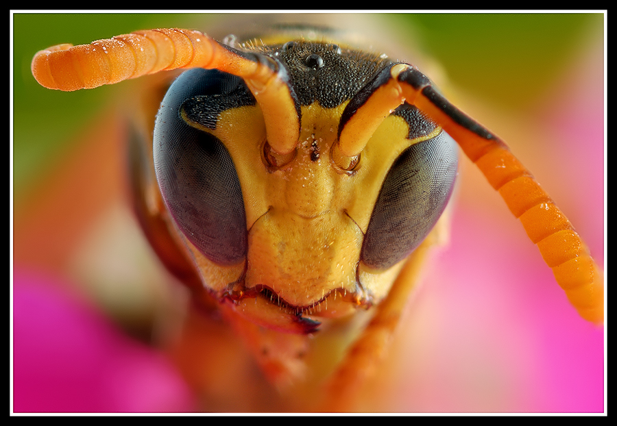 Wasp macro