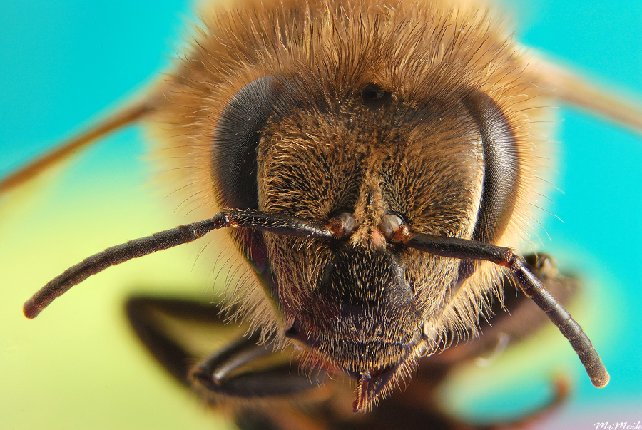 Bee Macro