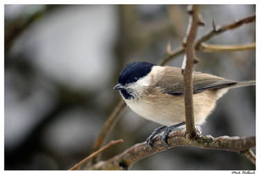 Winter Marsh Tit