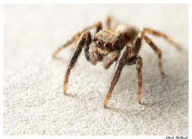 Jumping Spider