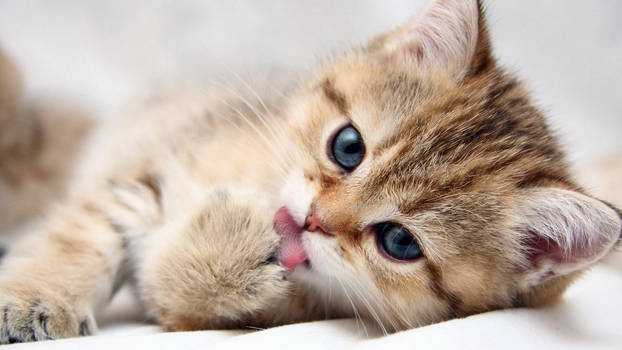 so cute kitty