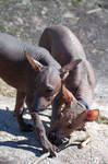 Little pups by Xoloitzcuintle