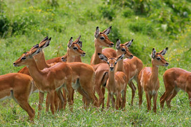 Impala