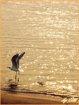 Launch of a seagull