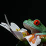 The frog on the flower