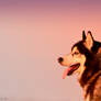 Siberian Husky in Cold Sunset