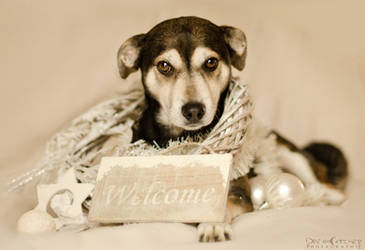 Welcome little stray dog by WinonaPhotographie