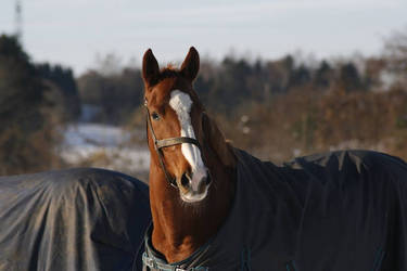 Another picture of Salsa in the danish snow.