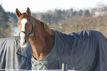 More of Salsa in the snow.