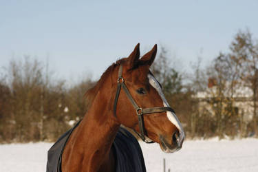 The last picture of Salsa in the snow.