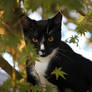 Kitty in a tree