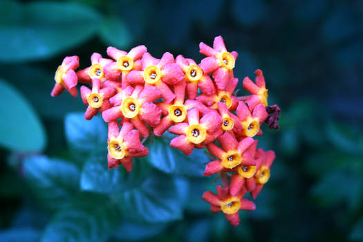 Pretty Flowers