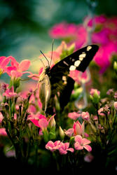 Butterfly wonderland