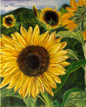 Sunflower Gift