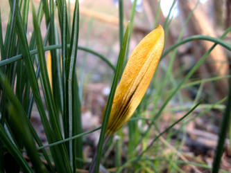 Yellow Flower