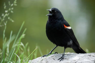 The Blackbird Calling