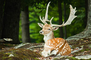 Great Prince of the Forest