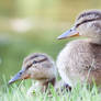 Grassy Ducklings