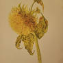 At the decline of its life
