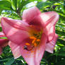 Pink....Purple oriental lily