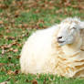 The Happiest Sheep