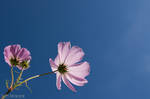Pink Cosmos by Tom-Mosack