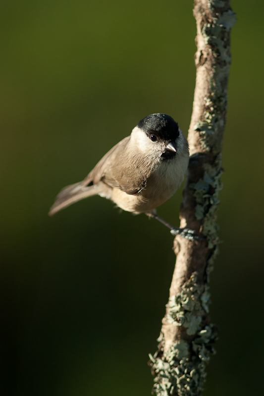 Parus palustris, Mes. Nonette