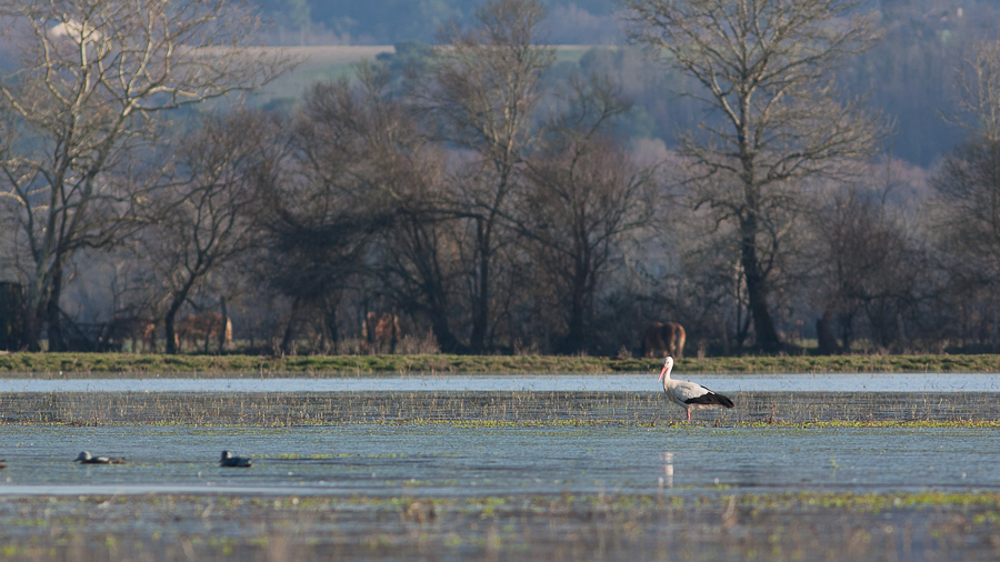 Cigogne