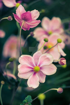 Pink-flower-0085-res2