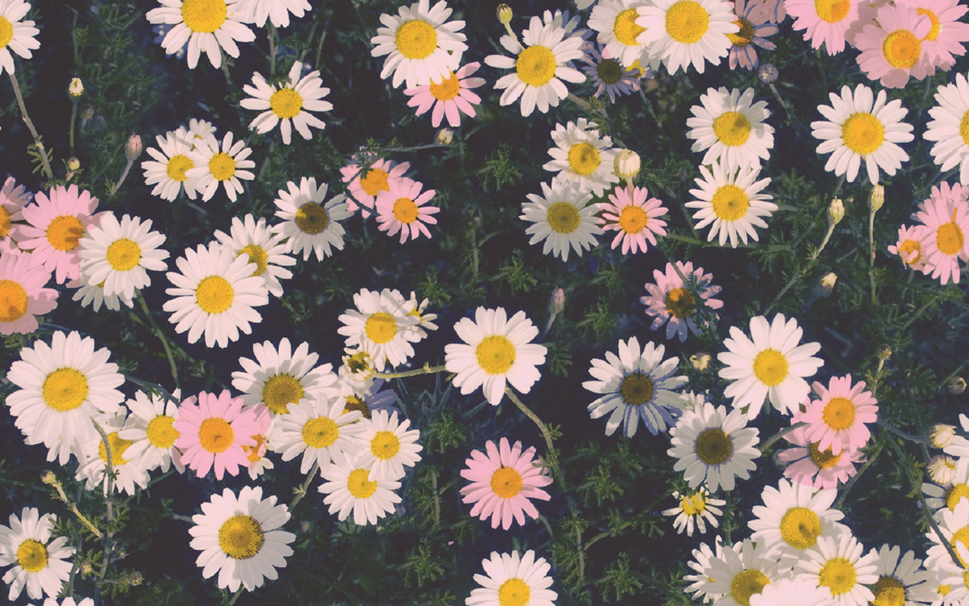 153177-gorgerous-computer-wallpaper-tumblr-1920x12
