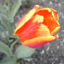 orange and red tulip